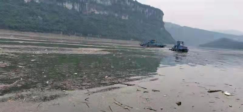 清江碧波护航行动|共汇生态画卷