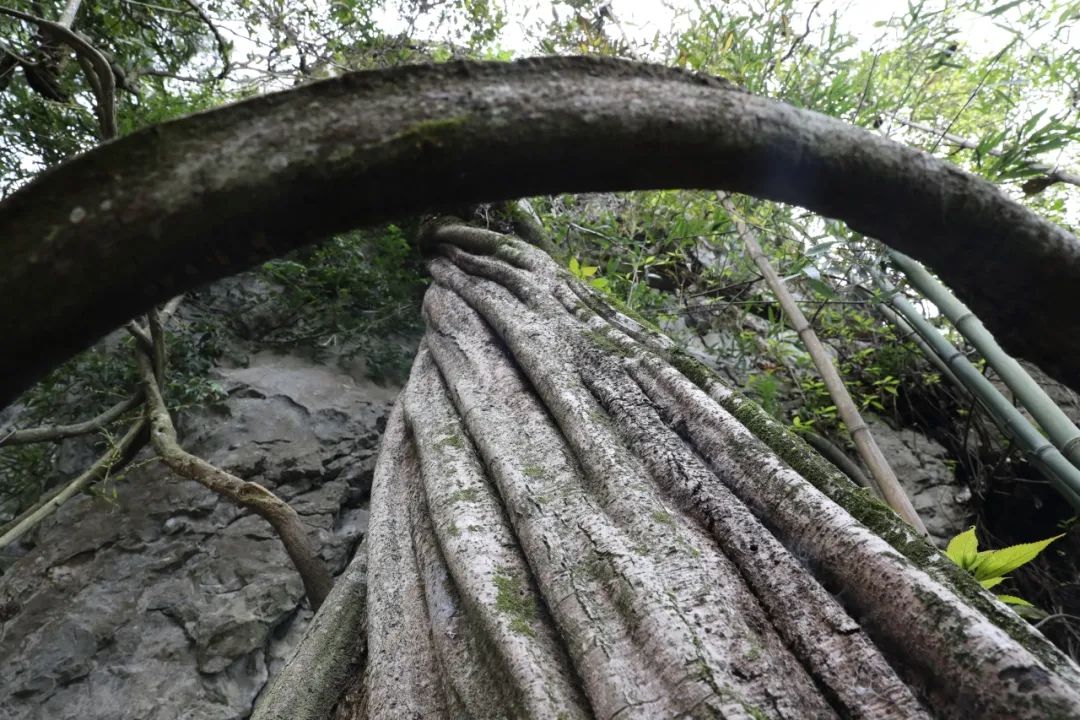 爱你一千年，藤你一万年——华中第一藤的魅力传奇